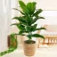 85cm-30-Leaves-Tropical-Artifici-Plant-Large-Fake-Palm-Tree-Artificial-Plants-Leaves-Plastic-Foliage-for.webp